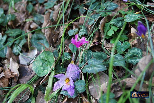 inverno e primavera.JPG